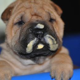 Chinese Shar-Pei Puppies from Nordic Star