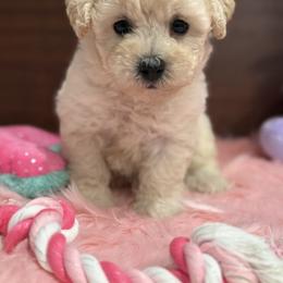 SOLD. AKC Cream toy female - Cream female Poodle puppy in Quincy, Florida from Always Best Kennels, Inc