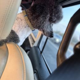 Ozzy - Parti male Poodle puppy in Ocala, Florida from Bernedoodles of Florida
