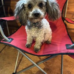 Evy - Poodle