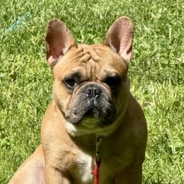 Maximilian - French Bulldog