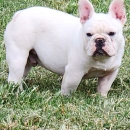 French Bulldogs and Pugs from Janice's French Bulldogs & Pugs
