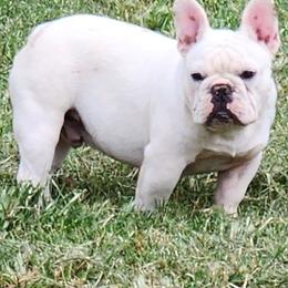 French Bulldogs and Pugs from Janice's French Bulldogs & Pugs