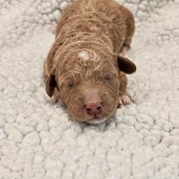 Princess - Cream female Goldendoodle puppy in Forney, Texas from Cityline Goldendoodles