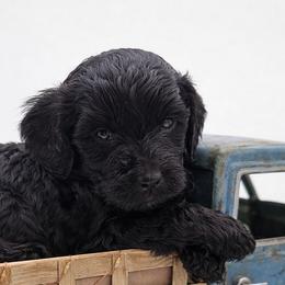 Blue - Black male Goldendoodle puppy in Byron, Georgia from Southern Olive Doodles 🫒