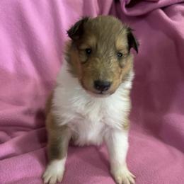 Winni - Sable and white female Collie puppy in Bad Axe, Michigan from Collie Campo