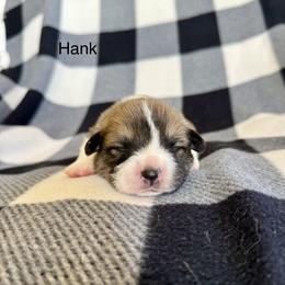 Hank - Sable male Pembroke Welsh Corgi puppy in Waverly, Iowa from A Hurd of Corgis