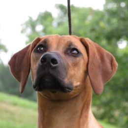 Fae - Rhodesian Ridgeback