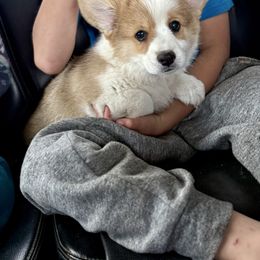 Red male 1 - Red male Pembroke Welsh Corgi puppy in Hand County, South Dakota from Hills End Corgis