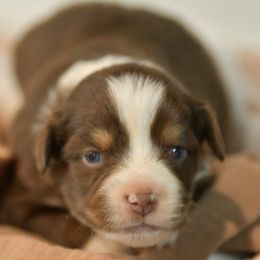 Herb - Red tri male Toy Australian Shepherd puppy in Hartman, Arkansas from Southern Edition Aussies