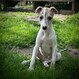 Sweetheart - White and red brindle female Whippet puppy in Oneida, Tennessee from Saving Grace
