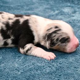 Morrigan - Blue merle female Miniature American Shepherd puppy in Damascus, Oregon from Rebel Soul Minis
