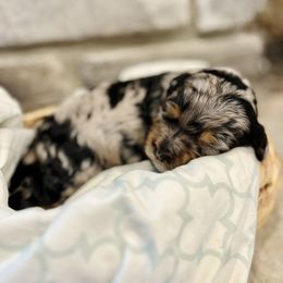 Bernedoodle Puppies from Cairn Ridge Doodles