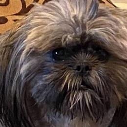 Shih Tzus from Sherry Whiteside's Shih Tzus