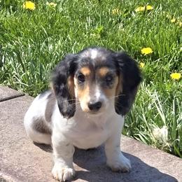 Daisy - Piebald Dachshund puppy in Stanwood, Washington from The Love of Dachshunds