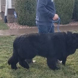 Hugo - Newfoundland