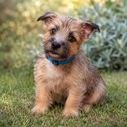 Wheaten Brindle - Wheaten brindle male Cairn Terrier puppy in Centerville, Texas from Cedar Forrest Terriers LLC (Cairns & Australian Terriers)