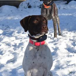 Briar - German Shorthaired Pointer