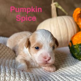 Pumpkin Spice (Dark Pink Collar) - Cream female Havanese puppy in Silverton, Oregon from PNW Havanese