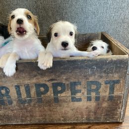 Parson Russell Terrier Puppies from Deep Creek Welsh Farm
