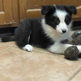 Robin - Black and white Border Collie puppy in Guffey, Colorado from Sunset Ridge