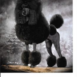 Poodle Puppies from Lacy Lane Poodles