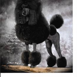 Poodle Puppies from Lacy Lane Poodles