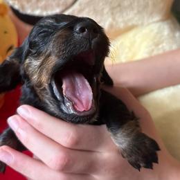 Noodle - Black and tan female Dachshund puppy in Bradenton, Florida from Leah’s Suncoast Doxies