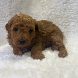 Maple - Apricot female Goldendoodle puppy in Wever, Iowa from JK Royal Lines