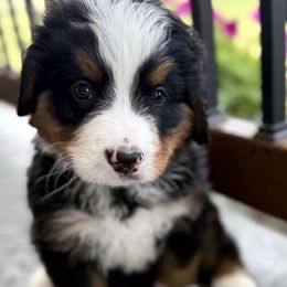 Bandit - Tri-color male Bernese Mountain Dog puppy in Gardner, Kansas from Faith and Family Farm