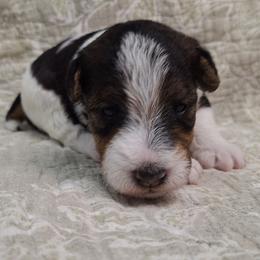 Boy 1 - White black and tan male Wire Fox Terrier puppy in Lancaster, Missouri from Missouri Meadows Farm