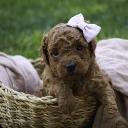 Twila - Red  female Poodle puppy in Etna Green, Indiana from Perfect Match Poodles