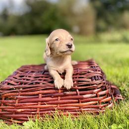 Dachshund Puppies from Northwest Dachshunds