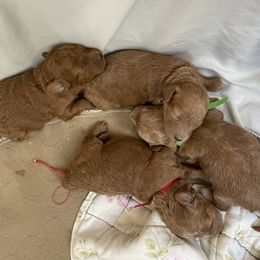 Goldendoodle and Poodle Puppies from Angel’s Goldendoodle Pups