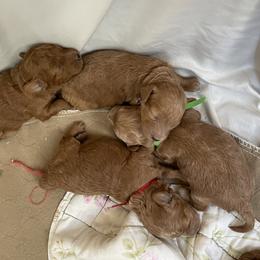 Goldendoodle and Poodle Puppies from Angel’s Goldendoodle Pups