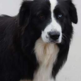 RAINY - Australian Shepherd