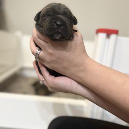 Cane Corso Puppies from Valyrian Cane Corsos