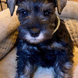 Giant Schnauzers and Miniature Schnauzers from Kalidor Kennels