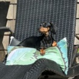 Sable - Dachshund