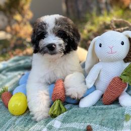 Mateo - Merle male Goldendoodle puppy in Jacksonville, Florida from Dandelion Doodles
