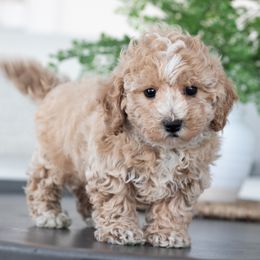 Maltipoo, Shichon, and Shihpoo Puppies from Timbercreek Puppies