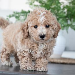 Maltipoo, Shichon, and Shihpoo Puppies from Timbercreek Puppies