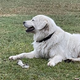 Chuck - Golden Retriever