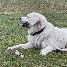 Chuck - Golden Retriever