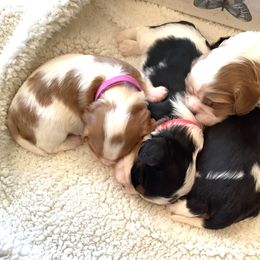 Cavalier King Charles Spaniel Puppies from Windgate Cavaliers
