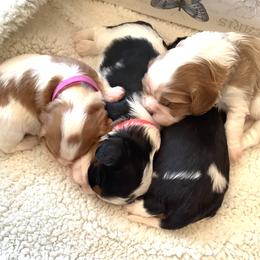 Cavalier King Charles Spaniel Puppies from Windgate Cavaliers