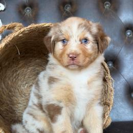 Paxton- Has A Tail - Red merle male Australian Shepherd puppy in Troy, South Carolina from Lana Corley- Australian Shepherds of 3/W Farms