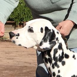 Dalmatian All Grown Up from Gateway Farm Dalmatians