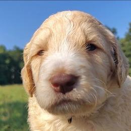 Black Collar (Blue Eyes) - Cream male Goldendoodle puppy in Willow Springs, Missouri from Todd Family Homestead