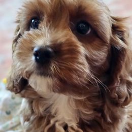 Autumn - Red female Cavapoo puppy in Marshfield, Missouri from Puppyloversplace